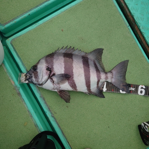 イシダイの釣果