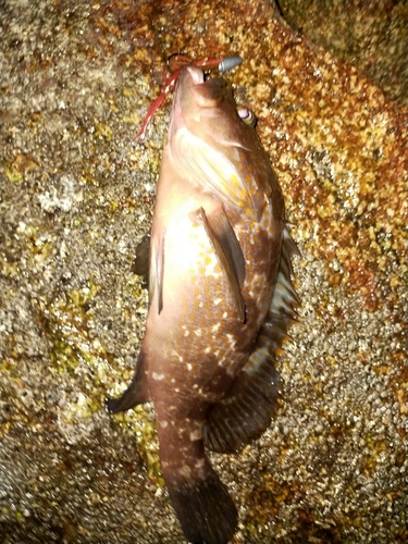 アコウの釣果