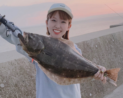 ヒラメの釣果