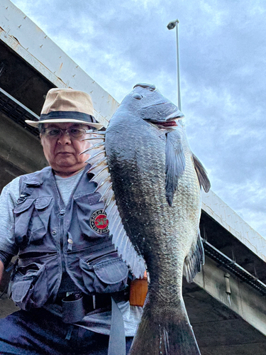 クロダイの釣果