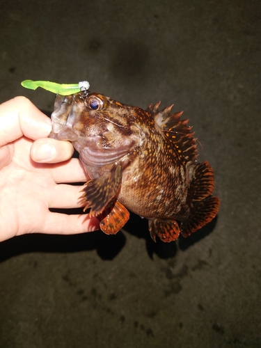 オウゴンムラソイの釣果