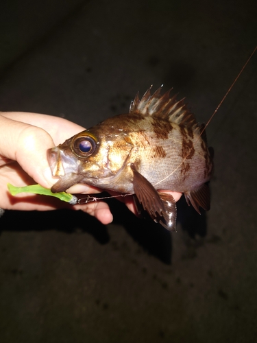 メバルの釣果