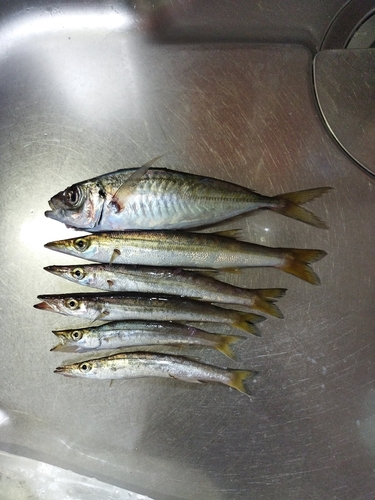 カマスの釣果