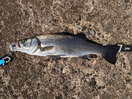 ヒラスズキの釣果