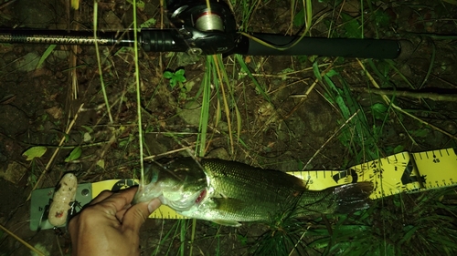 ラージマウスバスの釣果