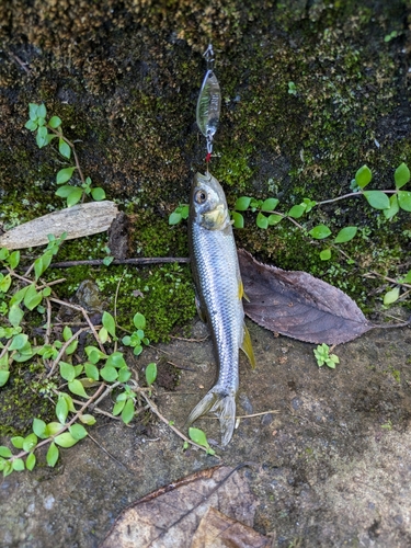 カワムツの釣果