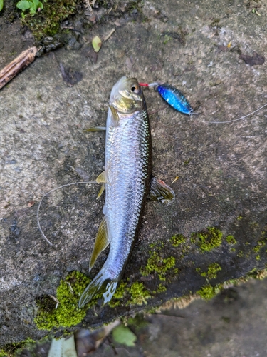 カワムツの釣果