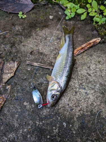 カワムツの釣果