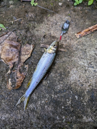 カワムツの釣果