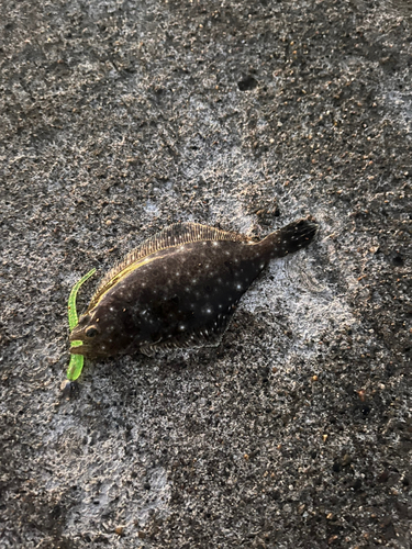 カレイの釣果