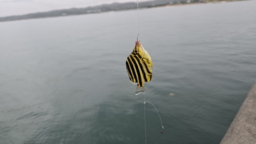 カゴカキダイの釣果