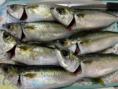 サバの釣果