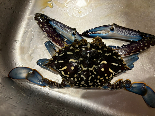 タイワンガザミの釣果