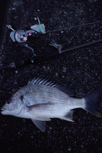 チヌの釣果