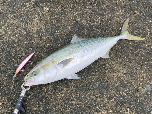 メジロの釣果