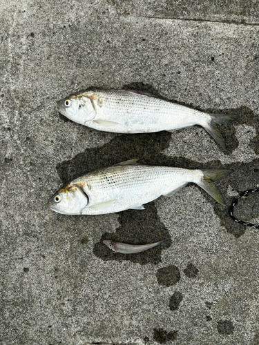 コノシロの釣果