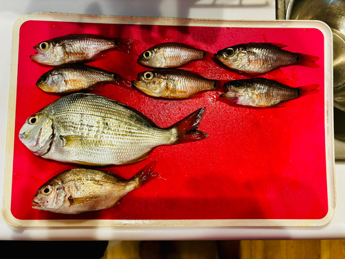 ヘダイの釣果