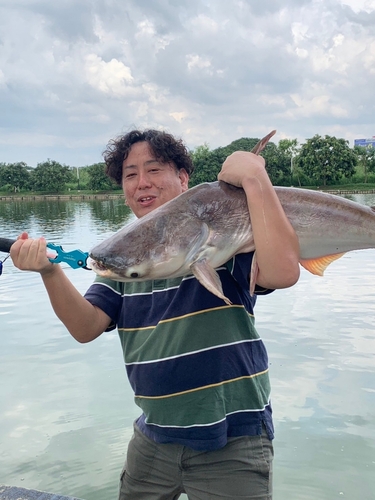 メコンオオナマズの釣果