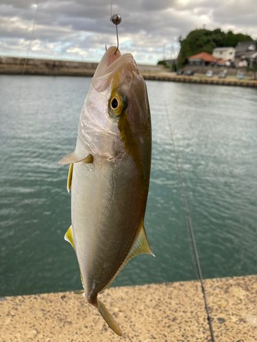 シオの釣果