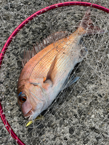 マダイの釣果