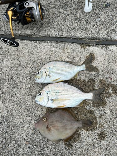 カワハギの釣果