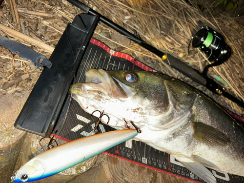 シーバスの釣果