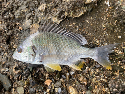 キビレの釣果