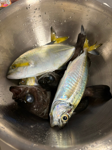 アジの釣果