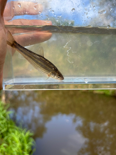 モロコの釣果