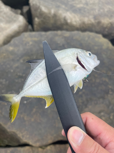 メッキの釣果