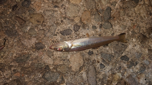 キスの釣果