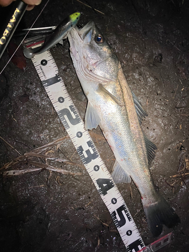 シーバスの釣果