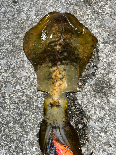 アオリイカの釣果