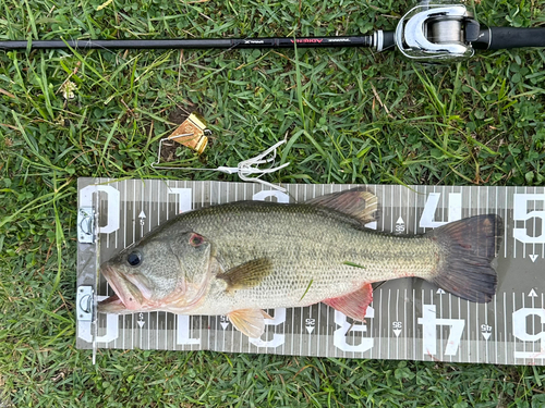 ブラックバスの釣果