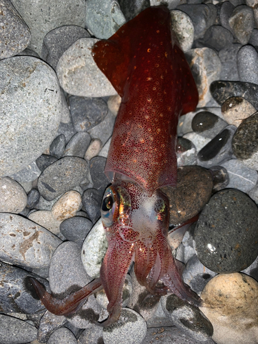 ジンドウイカの釣果