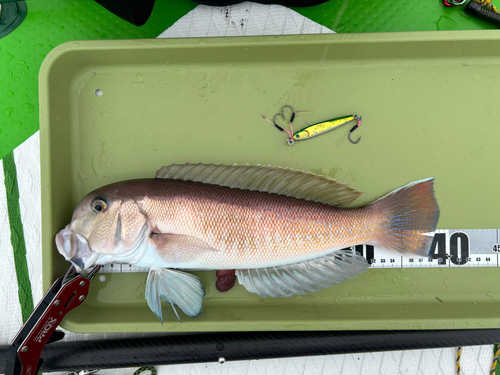 シロアマダイの釣果