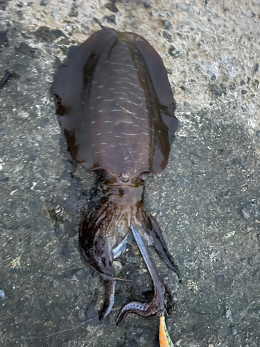 アオリイカの釣果