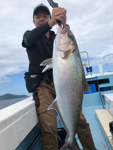 カンパチの釣果