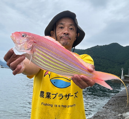 イトヨリダイの釣果