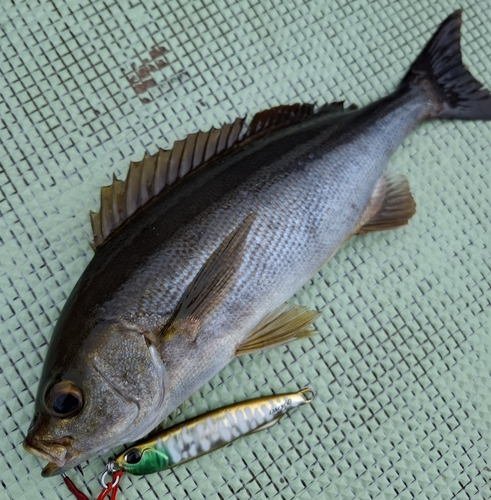 イサキの釣果