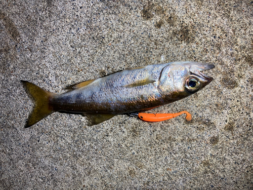 クロムツの釣果