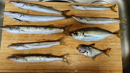 カマスの釣果