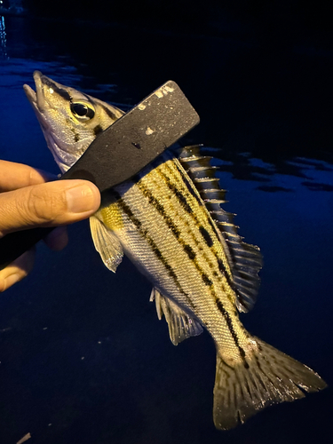 シマイサキの釣果