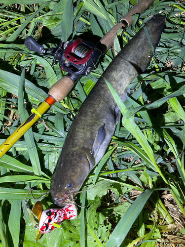 ナマズの釣果