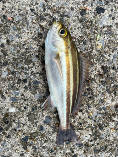 イサキの釣果