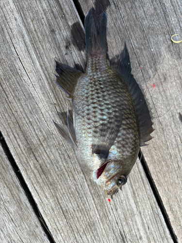 スズメダイの釣果