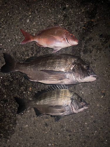 チヌの釣果