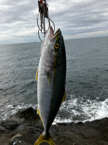 イナダの釣果