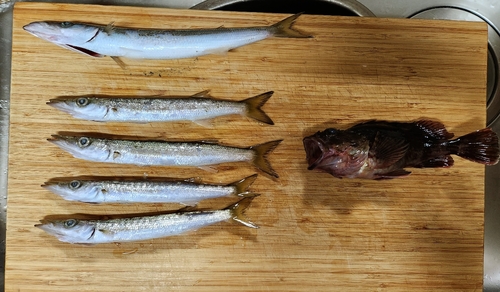 カマスの釣果