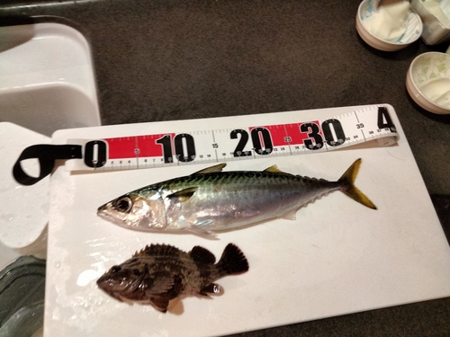 サバの釣果